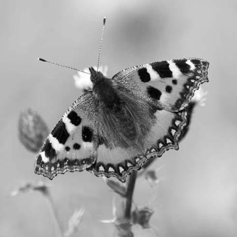 Colourful Butterfly?